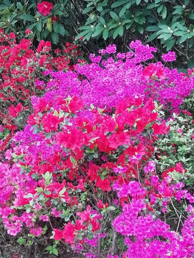 Villa Banfi Lavena Ponte Tresa Dış mekan fotoğraf